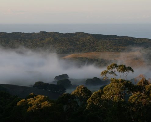 forest-ocean-and-valley-mist-at-glenaire