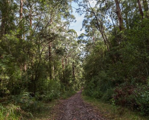 elliot-road-otways-great-ocean-walk